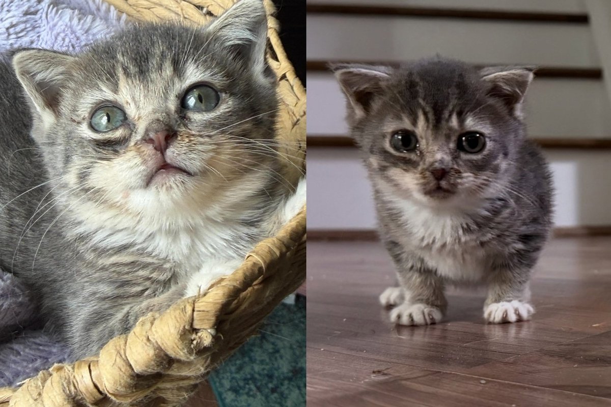 Kitten with Rare Condition Nobody Could Explain Decided It Was No Reason to Stop Being the Most Joyful Cat