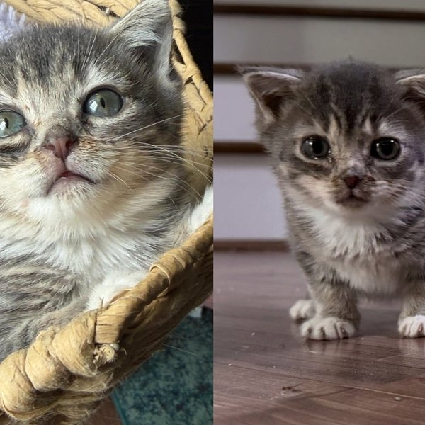 Kitten with Rare Condition Nobody Could Explain Decided It Was No Reason to Stop Being the Most Joyful Cat