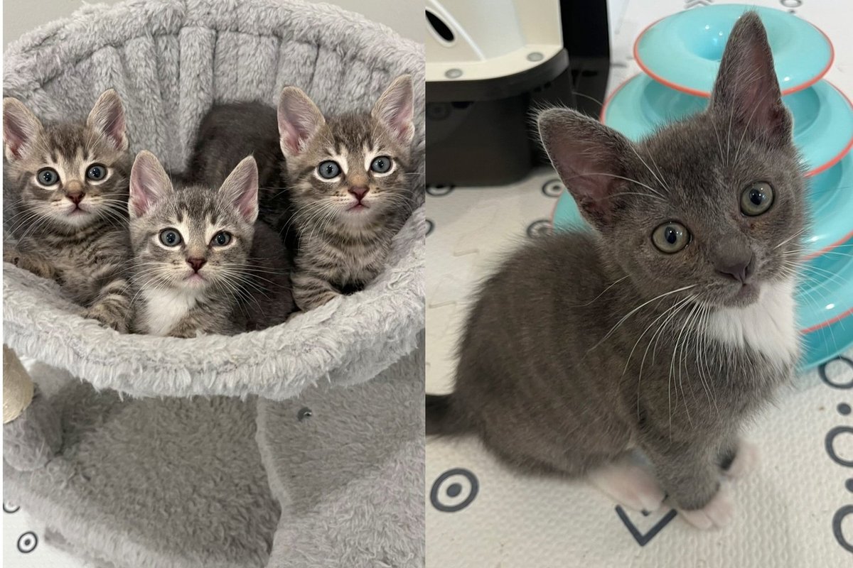 Three Kittens Came in Off the Streets of DC Together and Spent a Day Wondering Where Their Brother Went