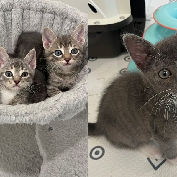 Three Kittens Came in Off the Streets of DC Together and Spent a Day Wondering Where Their Brother Went