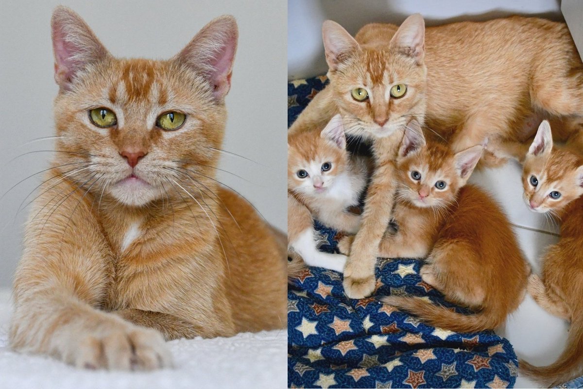 Rare Female Orange Cat Raised Three Kittens and Watched Them All Get Adopted Before Anyone Chose Her