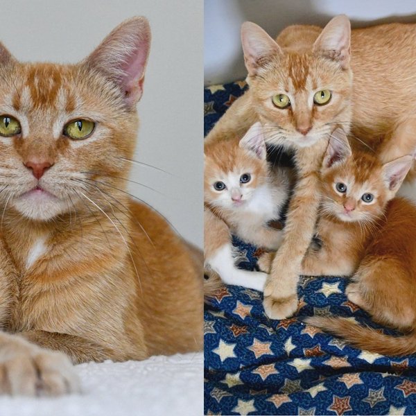 Rare Female Orange Cat Raised Three Kittens and Watched Them All Get Adopted Before Anyone Chose Her