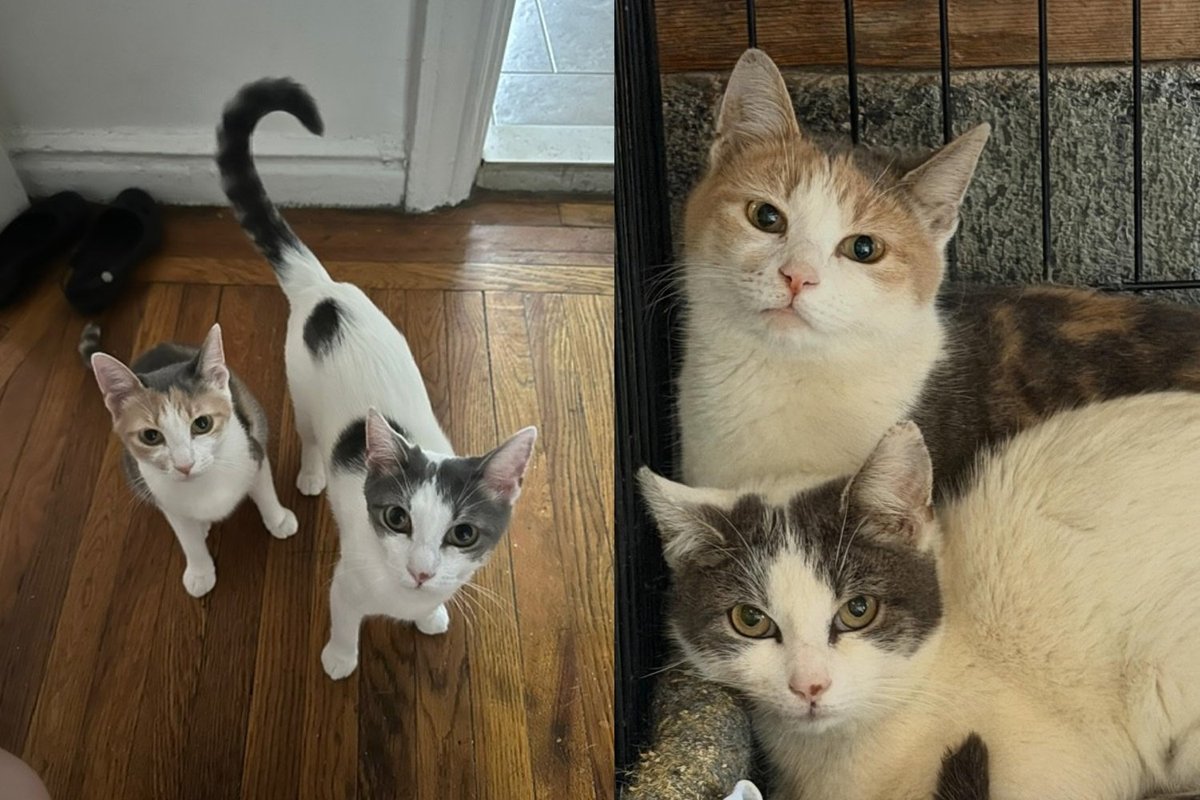 Cat Sisters Rescued from a Filthy Auto Shop Walked Into Their Forever Home and Never Looked Back
