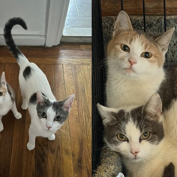 Cat Sisters Rescued from a Filthy Auto Shop Walked Into Their Forever Home and Never Looked Back
