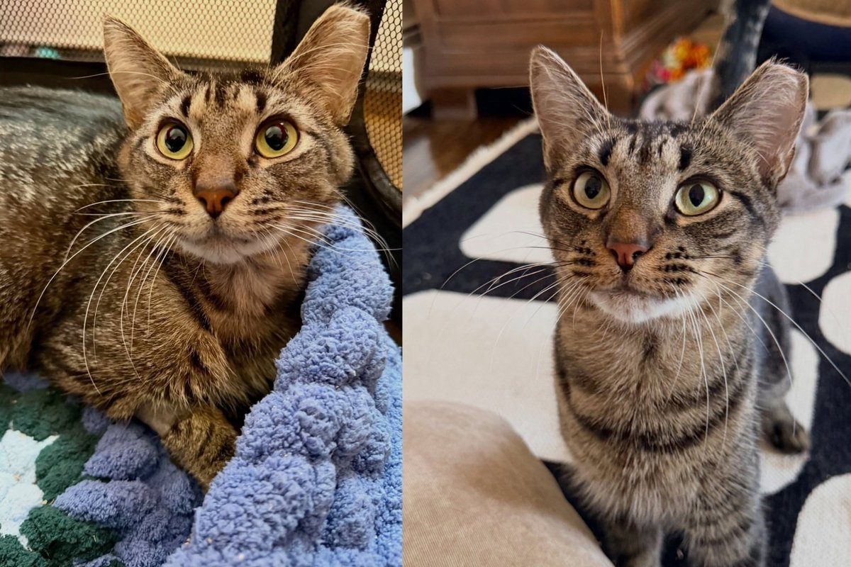 Cat Who Could Barely Eat Decided He Wasn't Done Yet and Now Purrs Through Every Afternoon to Prove It
