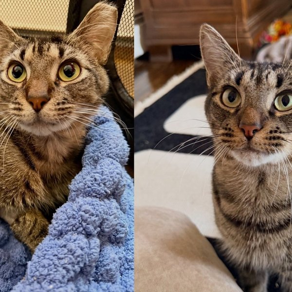 Cat Who Could Barely Eat Decided He Wasn't Done Yet and Now Purrs Through Every Afternoon to Prove It