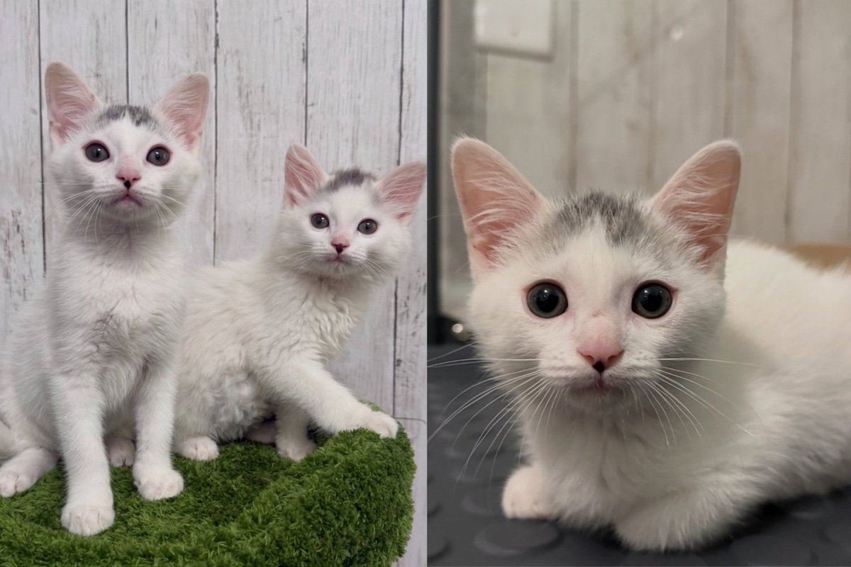 Fluffy Kitten Who Had Been Hiding a Quarter of His Body Weight Finally Met Someone Who Noticed