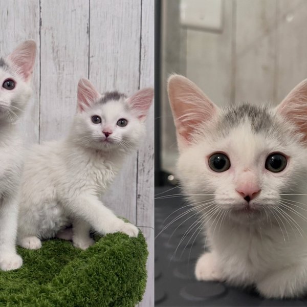 Fluffy Kitten Who Had Been Hiding a Quarter of His Body Weight Finally Met Someone Who Noticed