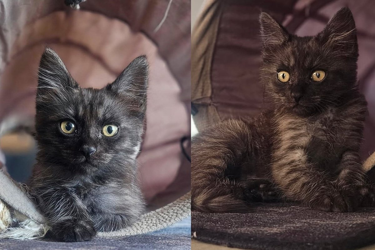Kitten Found Clinging to a Highway Barrier Held On Until Driver Stopped and Finally Felt What Safe Feels Like