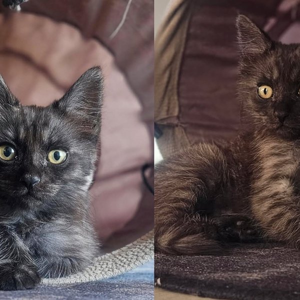 Kitten Found Clinging to a Highway Barrier Held On Until Driver Stopped and Finally Felt What Safe Feels Like