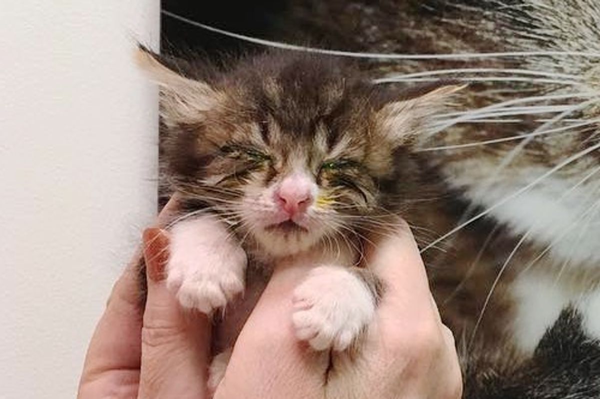 They Said His Eye Would Be Blind for the Rest of His Life, But the Kitty Proved Them Wrong