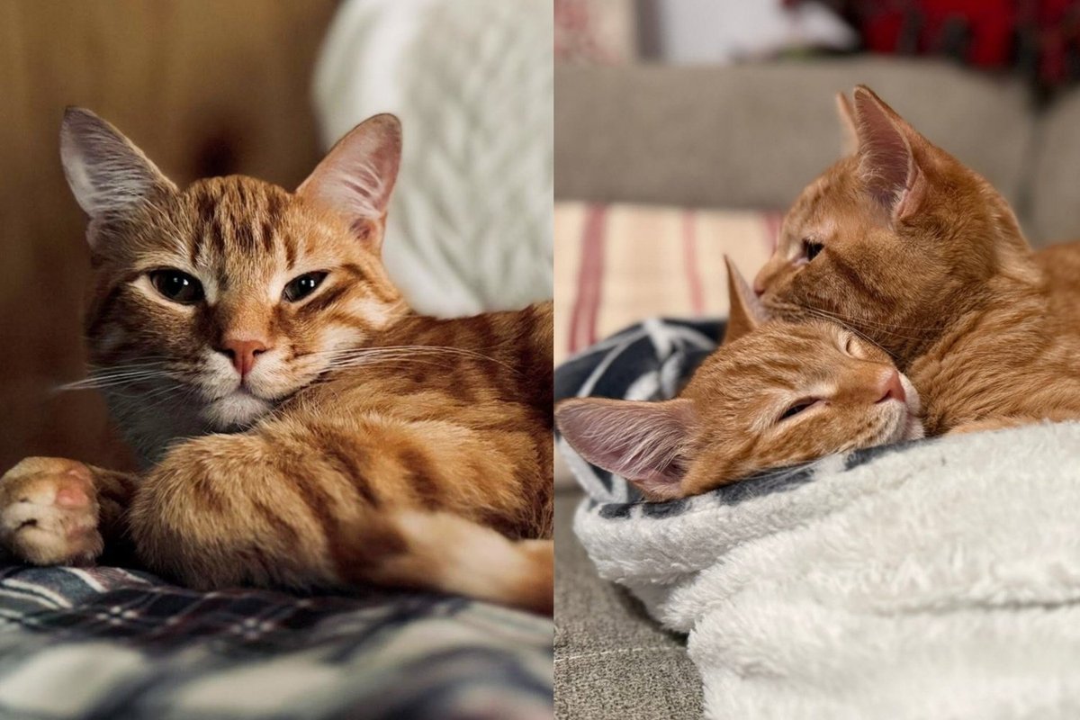 Kitten Brothers Who Survived Two Life-Threatening Surgeries Have Decided They Will Only Be Adopted Together