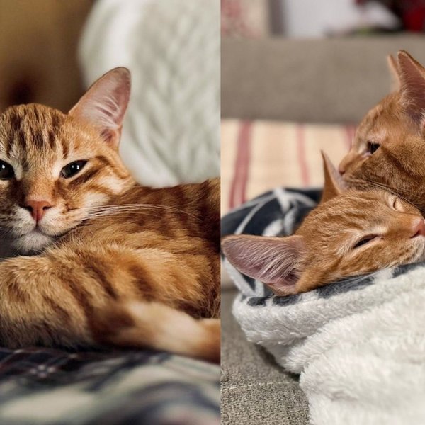 Kitten Brothers Who Survived Two Life-Threatening Surgeries Have Decided They Will Only Be Adopted Together