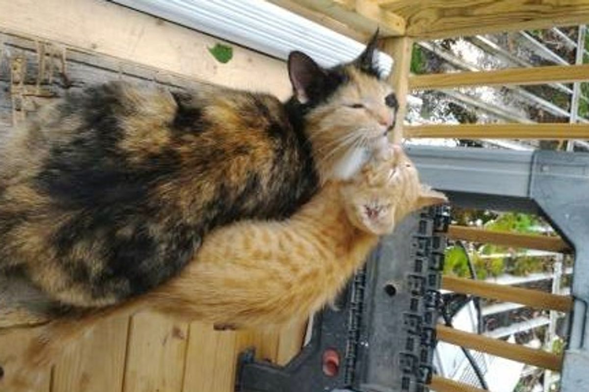 Neighborhood Cat Brought Her Kitten with Broken Leg to Couple She Befriended