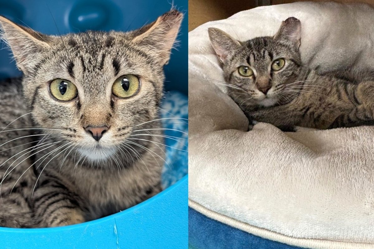 Everyone Thought This Cat Belonged Outside, Then She Crept Closer and Rewrote Her Own Ending