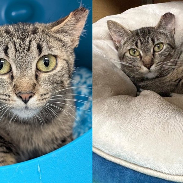 Everyone Thought This Cat Belonged Outside, Then She Crept Closer and Rewrote Her Own Ending
