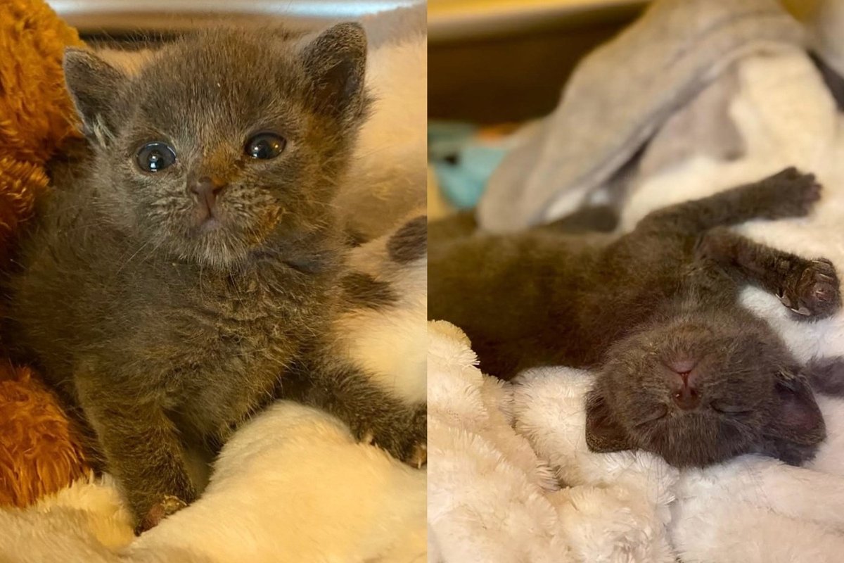 Kitten Too Ill for Anyone to Be Sure About Decided the Answer Was Yes and Now Plays Like She Owns the Place