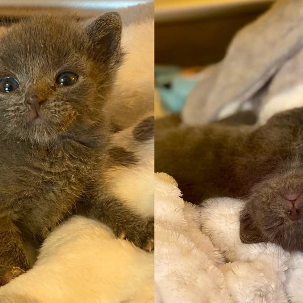 Kitten Too Ill for Anyone to Be Sure About Decided the Answer Was Yes and Now Plays Like She Owns the Place