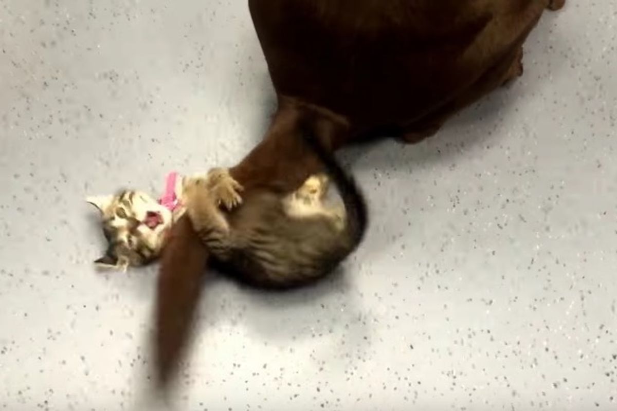 Kitten Tries with Her Might to Calm a Wagging Tail