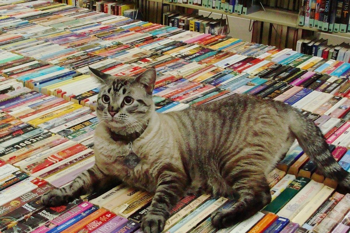 Browser the Library Cat Gets to Stay at the Place He Calls Home