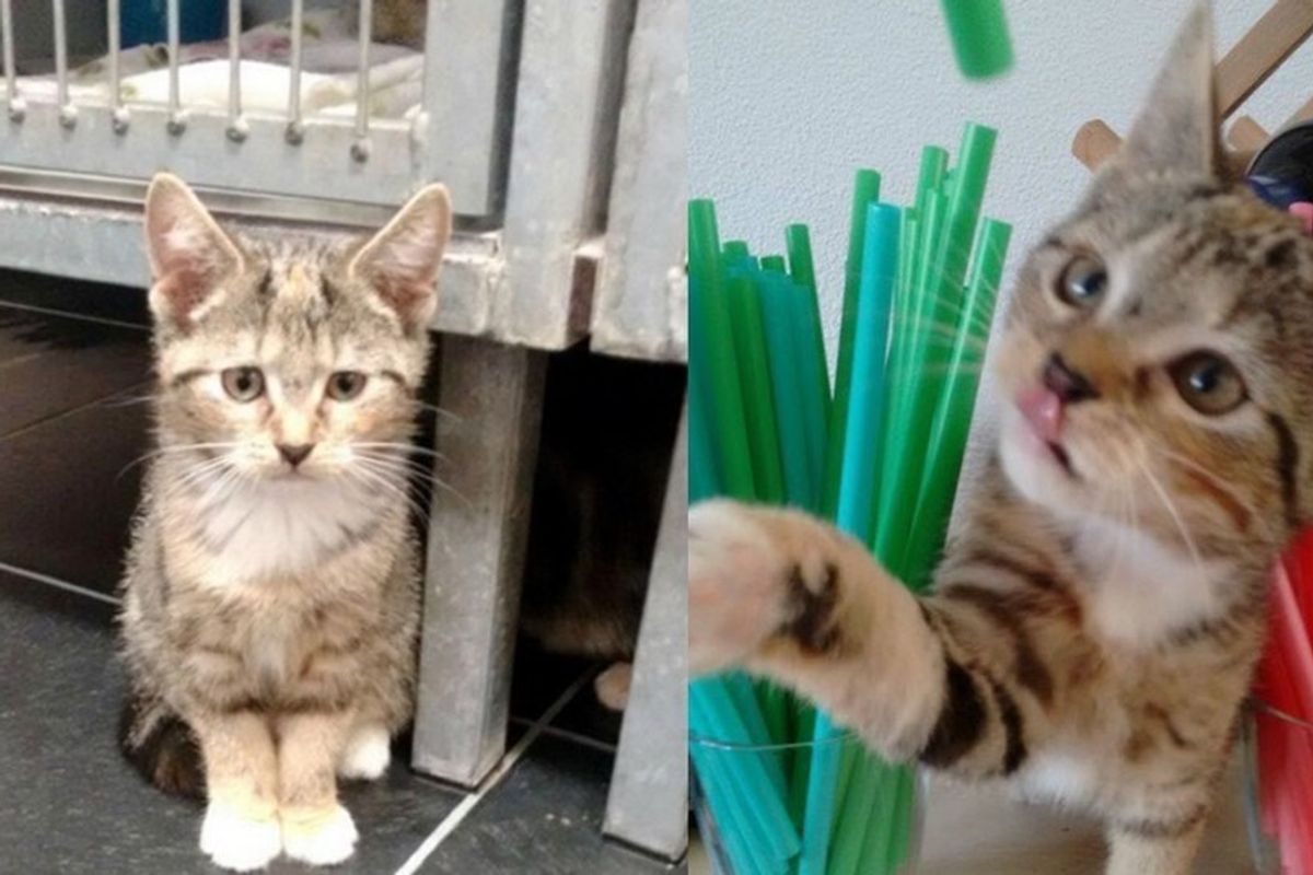 Cat was Shy and Afraid at Shelter, What Adoption Can Do in Just a Few Days..