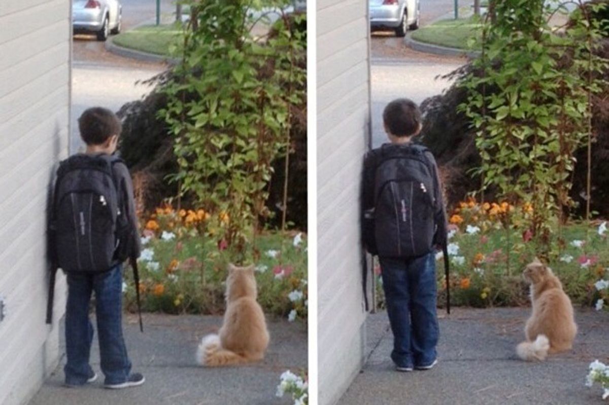 Cat Waits with Boy for School Bus Every Morning
