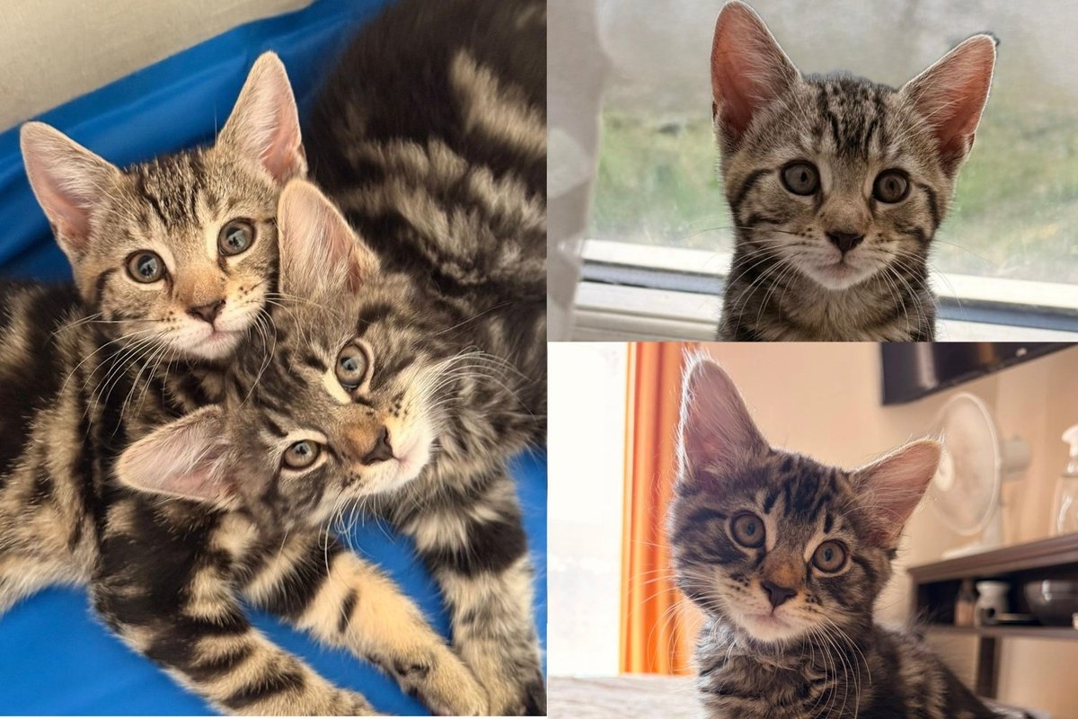 One Kitten Studies Every Word You Say, Her Sister Runs Full Speed at Life, Together They Are Somehow Perfect