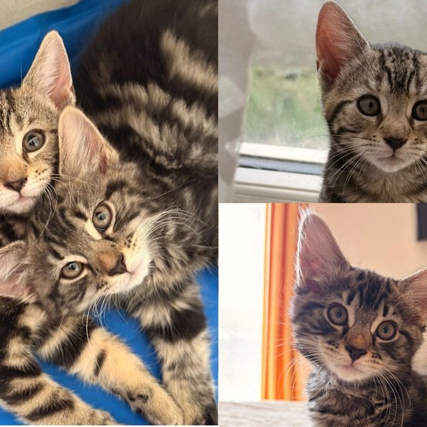 One Kitten Studies Every Word You Say, Her Sister Runs Full Speed at Life, Together They Are Somehow Perfect
