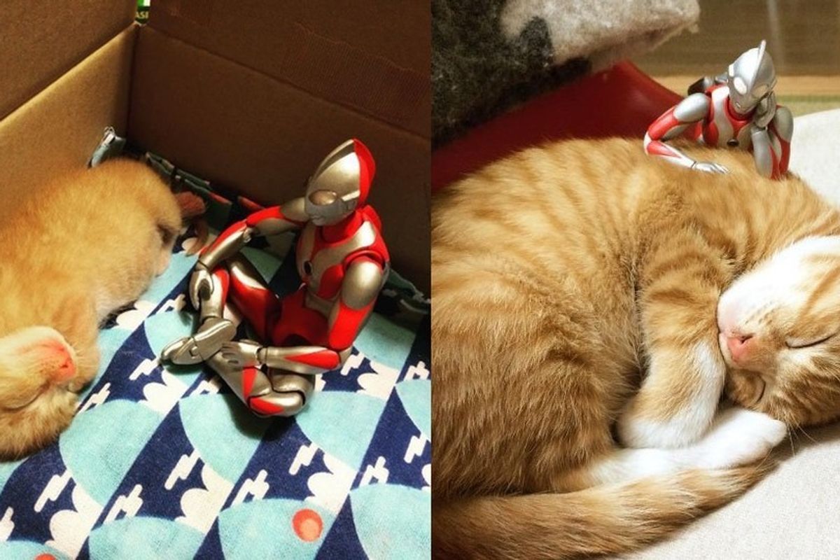 They Document Their Kitten's Growth with Help from Ultraman