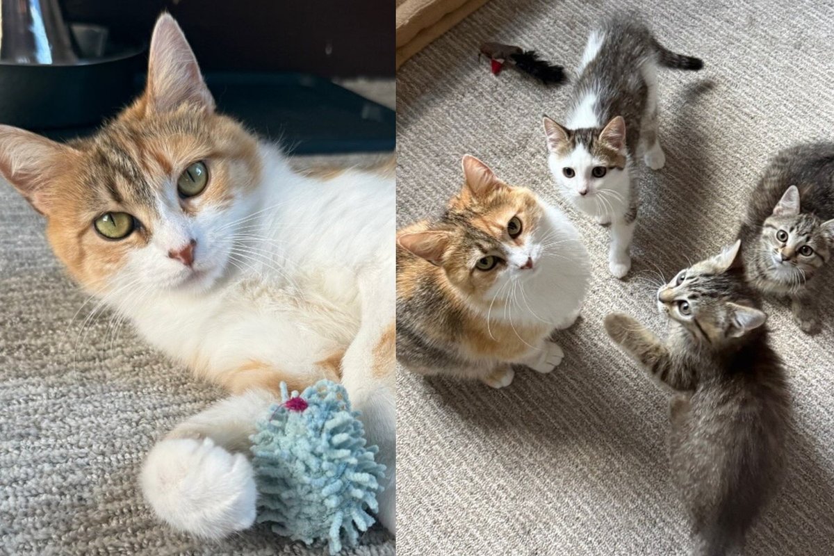 Stray Cat Found Hiding in Pickup Truck Gave Everything to Save Kittens and Has Decided It Is Finally Her Turn