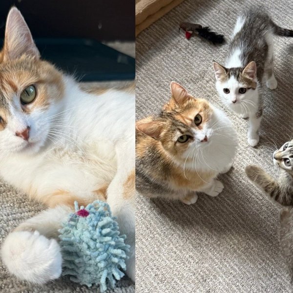 Stray Cat Found Hiding in Pickup Truck Gave Everything to Save Kittens and Has Decided It Is Finally Her Turn