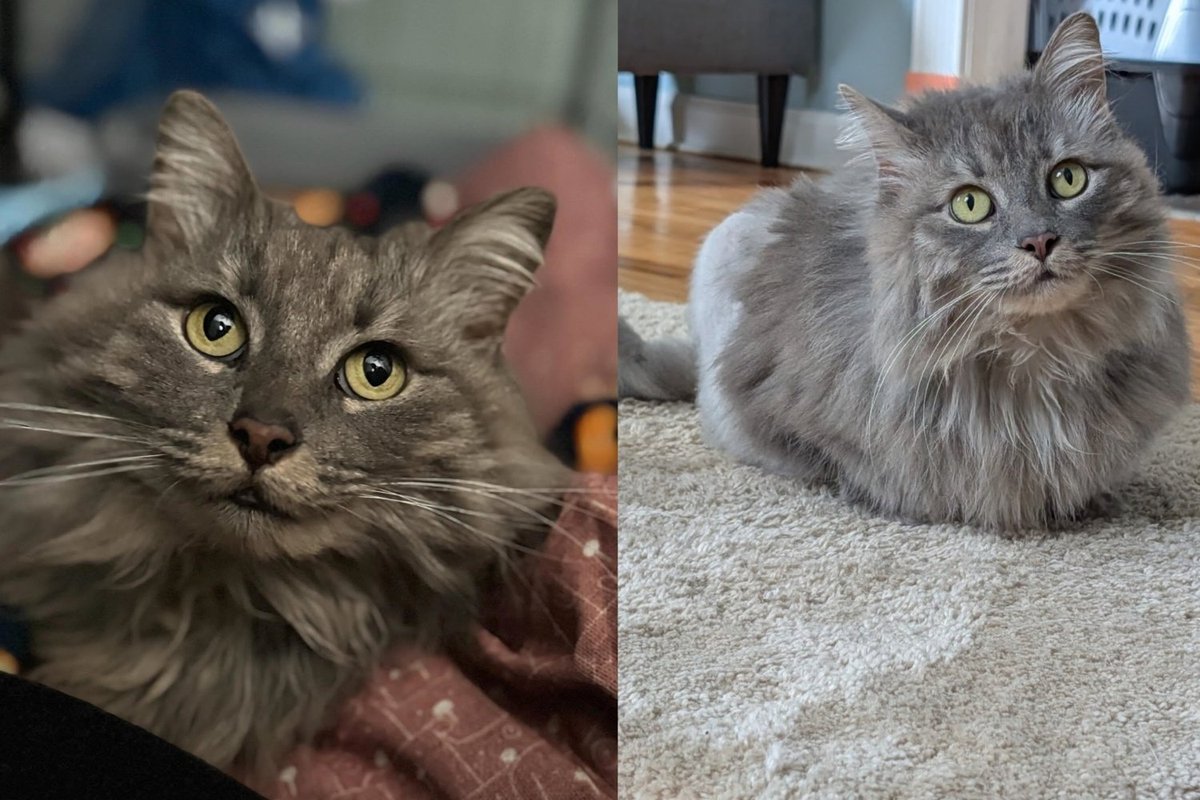 Cat Missing for Two Years Walked Back Into Her Old Yard, Injured but Finally Getting the Life She Deserves