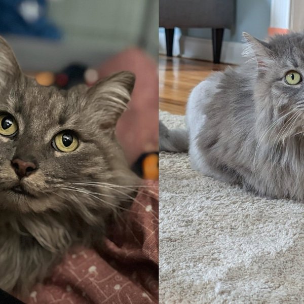 Cat Missing for Two Years Walked Back Into Her Old Yard, Injured but Finally Getting the Life She Deserves