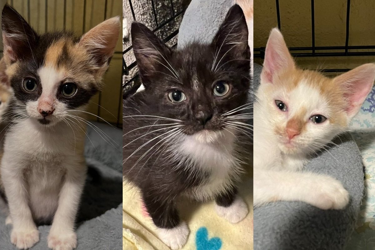 Three Kittens Under Garbage in an Abandoned Garage Were Days From Blindness, Now Guard Their Toys Like Lions