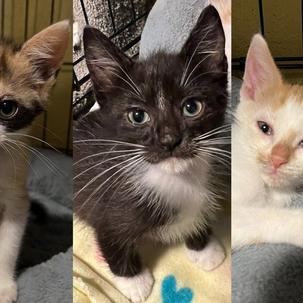 Three Kittens Under Garbage in an Abandoned Garage Were Days From Blindness, Now Guard Their Toys Like Lions