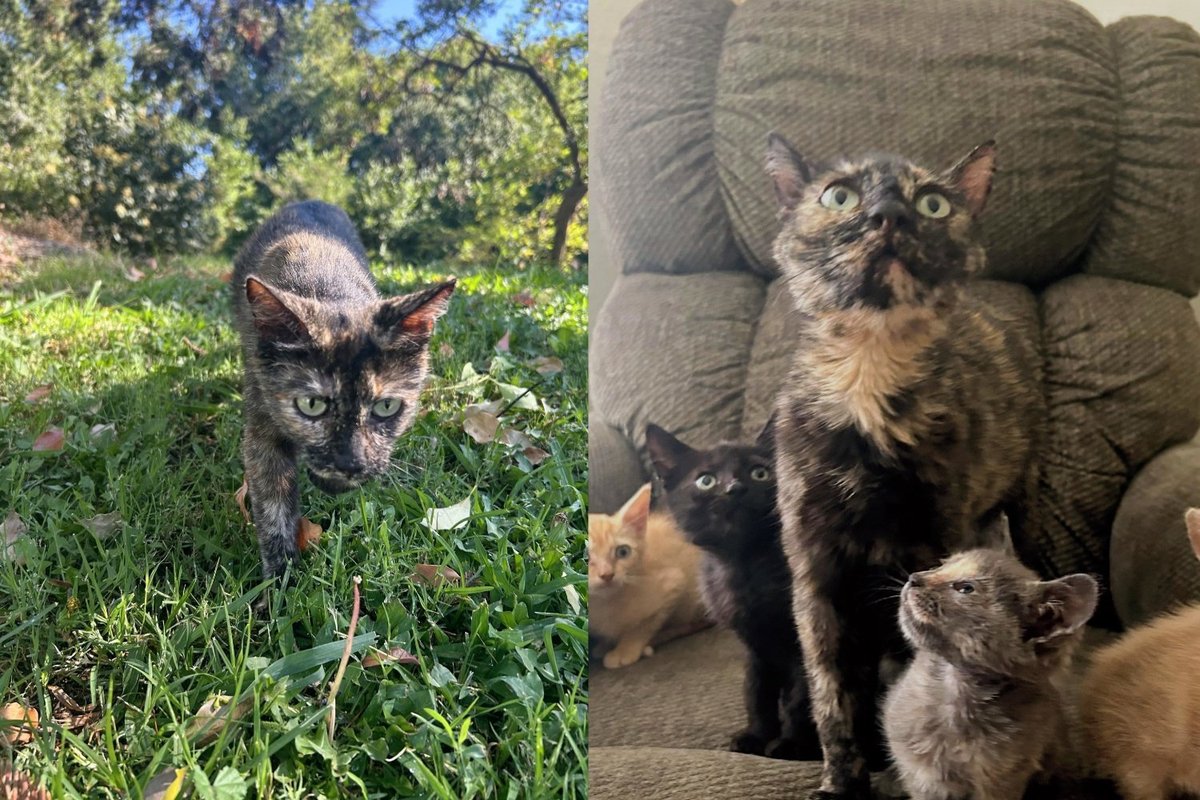 Mother Cat Found Wounded While Caring for Her Five Kittens Never Once Stopped Until Help Arrived