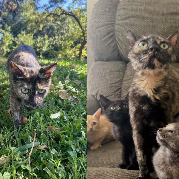 Mother Cat Found Wounded While Caring for Her Five Kittens Never Once Stopped Until Help Arrived