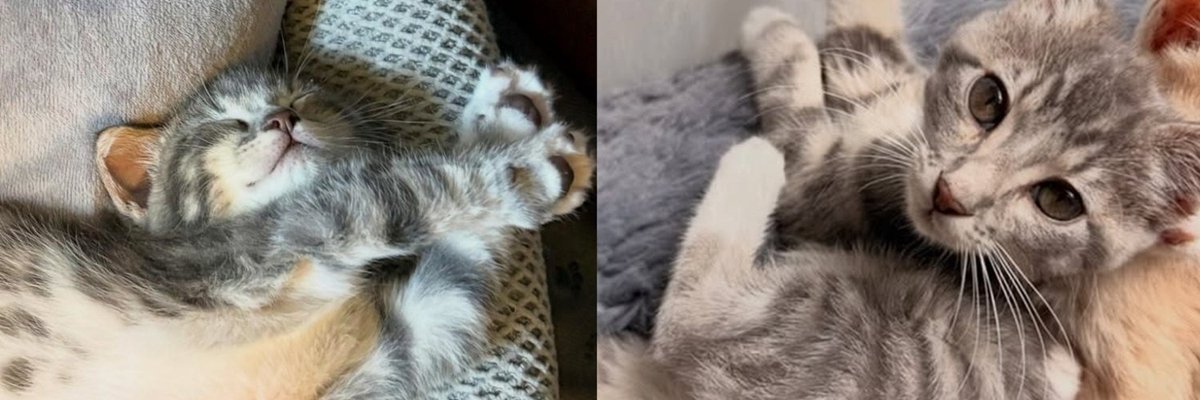 Kitten Badly Injured by Lawnmower at Five Days Old Has Decided Nothing Is Going to Stop Her From Being Loved