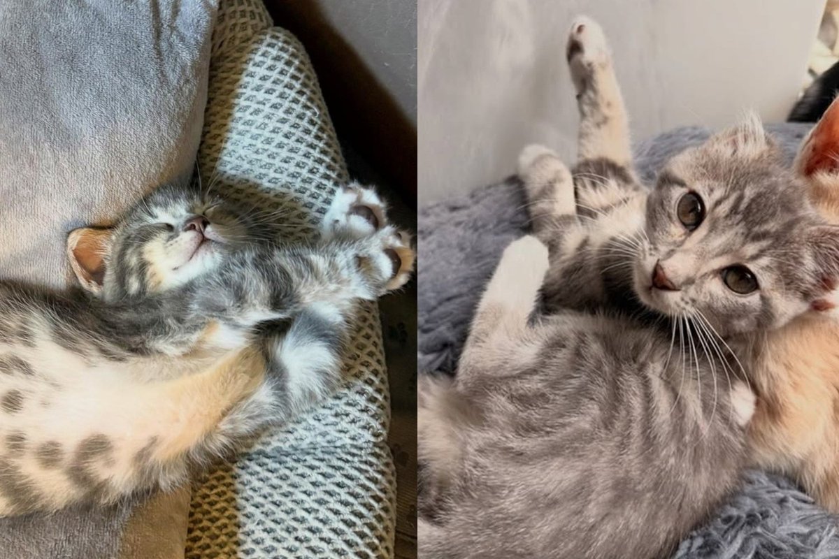 Kitten Hurt by a Lawnmower at Five Days Old Has Decided Nothing Is Going to Stop Her