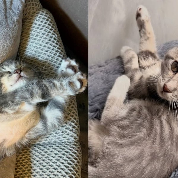 Kitten Hurt by a Lawnmower at Five Days Old Has Decided Nothing Is Going to Stop Her
