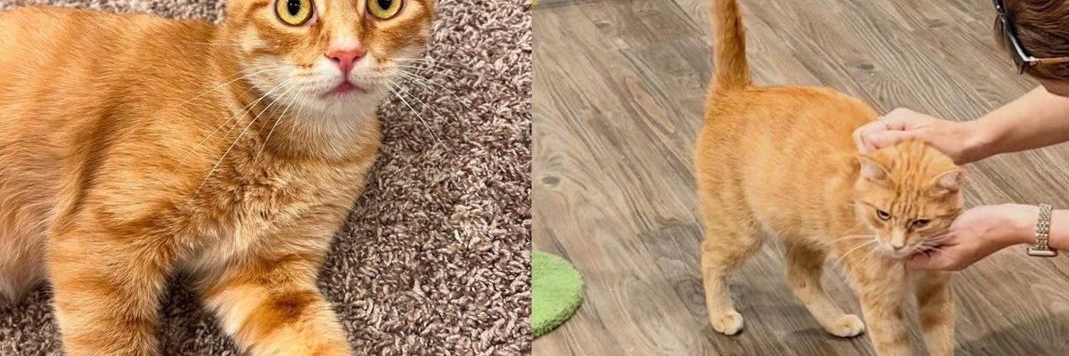 Cat Who Gave Birth to Seven Kittens the Night She Arrived at a Shelter Has a Family of Her Own Now