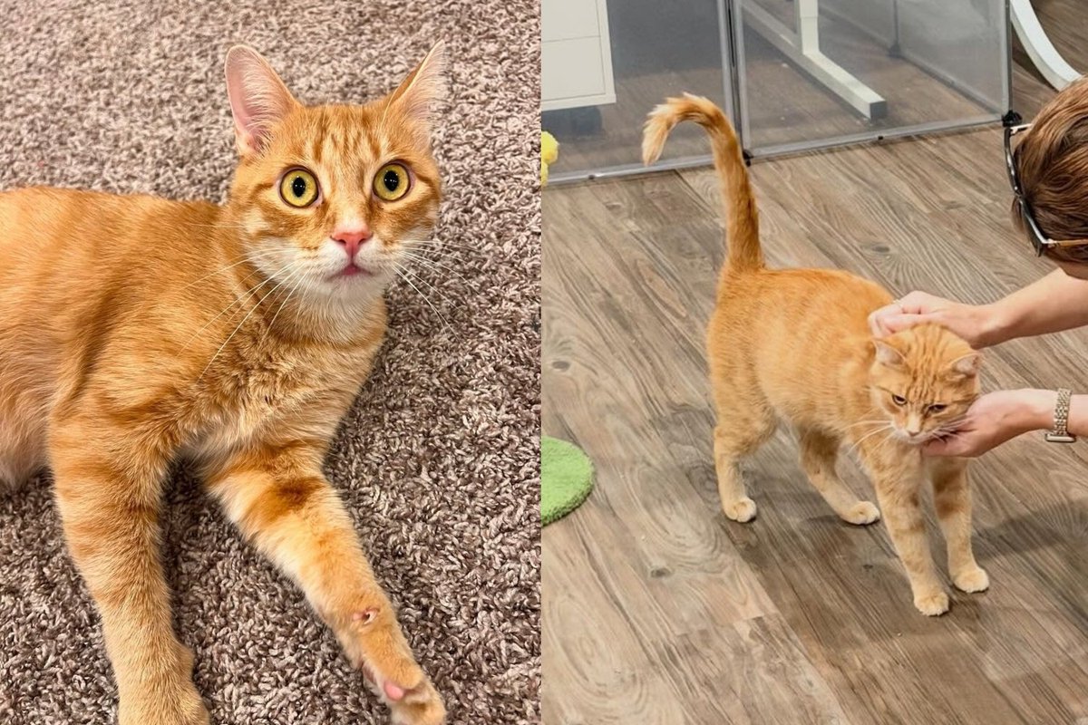 Cat Who Gave Birth to Seven Kittens the Night She Arrived at a Shelter Has a Family of Her Own Now