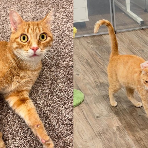 Cat Who Gave Birth to Seven Kittens the Night She Arrived at a Shelter Has a Family of Her Own Now