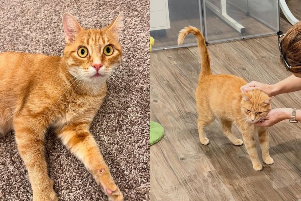 Cat Who Gave Birth to Seven Kittens the Night She Arrived at a Shelter Has a Family of Her Own Now