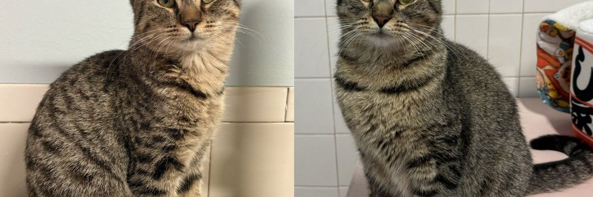 Cat Family Left in Bird Cage Outside Shelter, Two Sisters Not Yet Adopted Have Something to Say About That