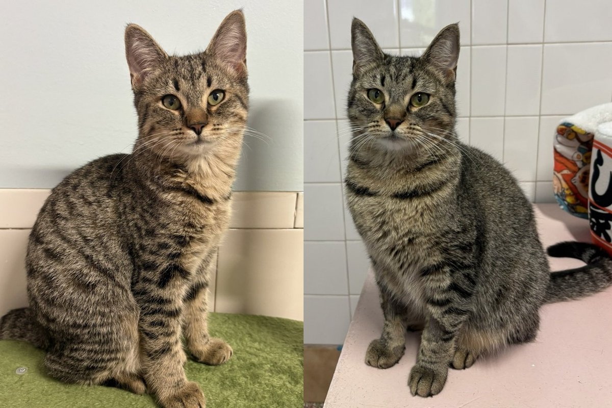 Cat Family Left in Bird Cage Outside Shelter, Two Sisters Not Yet Adopted Have Something to Say About That