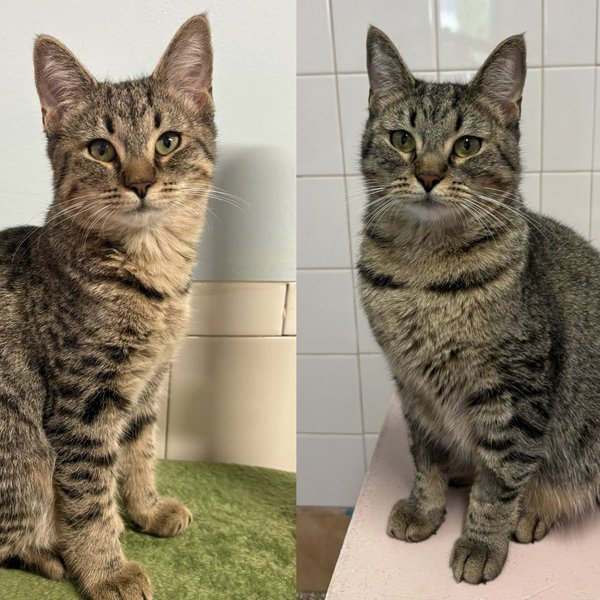 Cat Family Left in Bird Cage Outside Shelter, Two Sisters Not Yet Adopted Have Something to Say About That