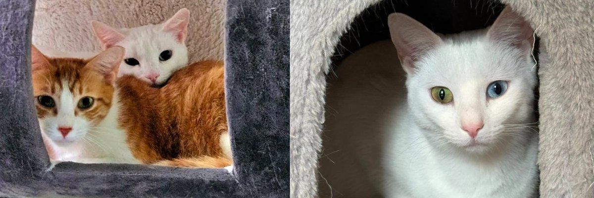 Two Cats Who Survived a Pack of Dogs Running Through Their Colony Have Not Left Each Other's Side Since