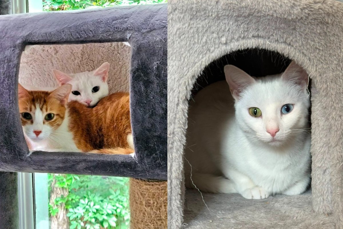 Two Cats Who Survived a Pack of Dogs Running Through Their Colony Have Not Left Each Other's Side Since