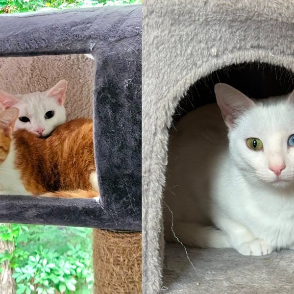 Two Cats Who Survived a Pack of Dogs Running Through Their Colony Have Not Left Each Other's Side Since